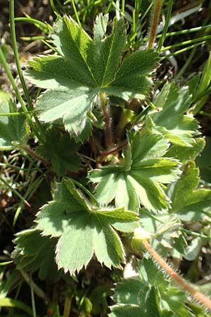 Alchemilla glaucescens ? \ Weichhaariger Frauenmantel, Bastard-Frauenmantel / Bastard Lady's Mantle, A Nockberge, Eisentaler Höhe 10.7.2019