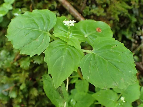 Circaea alpina \ Alpen-Hexenkraut / Alpine Enchanter's Nightshade, Small Enchanter's Nightshade, A Taxenbach 28.6.2025
