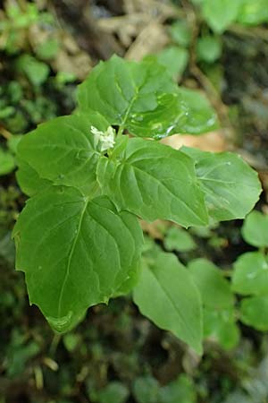 Circaea alpina \ Alpen-Hexenkraut / Alpine Enchanter's Nightshade, Small Enchanter's Nightshade, A Taxenbach 28.6.2025