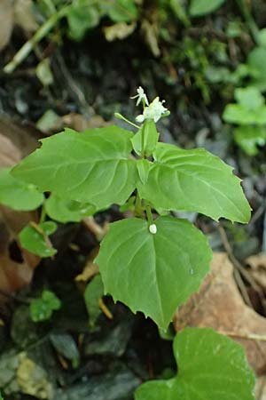 Circaea alpina \ Alpen-Hexenkraut / Alpine Enchanter's Nightshade, Small Enchanter's Nightshade, A Taxenbach 28.6.2025