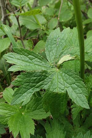Astrantia major subsp. involucrata \ Krntner Sterndolde / Carinthian Masterwort, A Schneealpe 30.6.2020