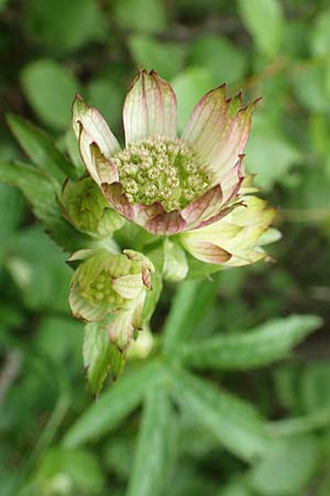 Astrantia major subsp. involucrata \ Krntner Sterndolde / Carinthian Masterwort, A Schneealpe 30.6.2020