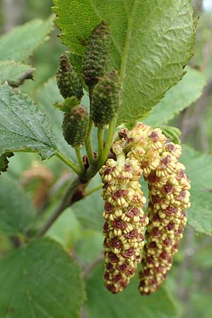 Alnus incana \ Grau-Erle / Grey Alder, Speckled Alder, A Schneealpe 30.6.2020