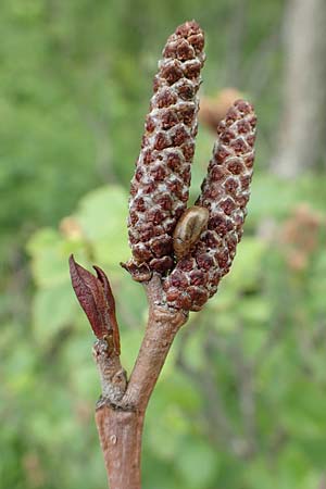 Alnus incana \ Grau-Erle / Grey Alder, Speckled Alder, A Schneealpe 30.6.2020