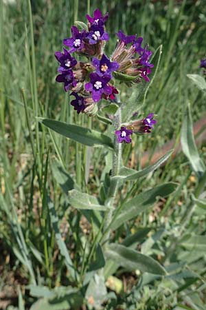 Anchusa officinalis \ Gewhnliche Ochsenzunge / Common Bugloss, A Seewinkel, Podersdorf 10.5.2022