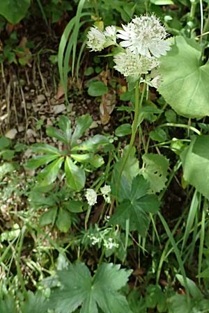 Astrantia major subsp. involucrata \ Krntner Sterndolde / Carinthian Masterwort, A St. Gallen im Gesäuse 4.7.2024