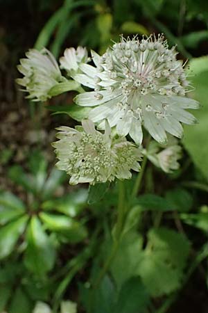 Astrantia major subsp. involucrata \ Krntner Sterndolde / Carinthian Masterwort, A St. Gallen im Gesäuse 4.7.2024
