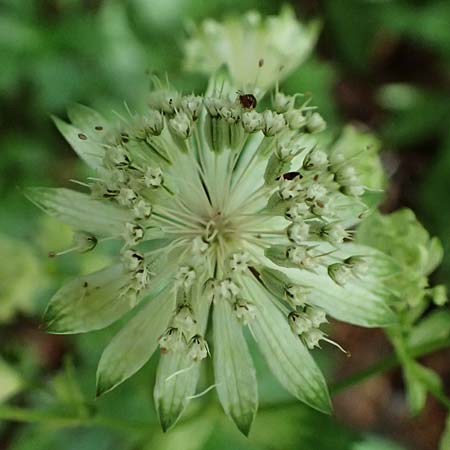 Astrantia major subsp. involucrata \ Krntner Sterndolde / Carinthian Masterwort, A St. Gallen im Gesäuse 4.7.2024
