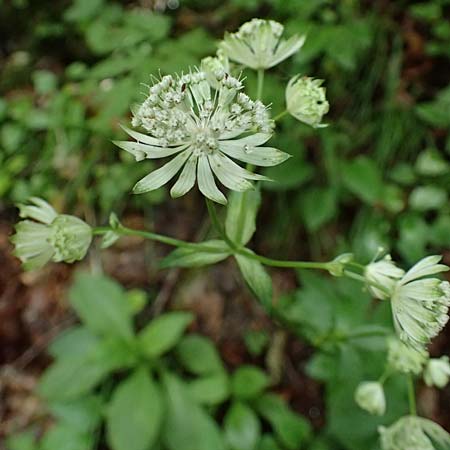 Astrantia major subsp. involucrata \ Krntner Sterndolde / Carinthian Masterwort, A St. Gallen im Gesäuse 4.7.2024