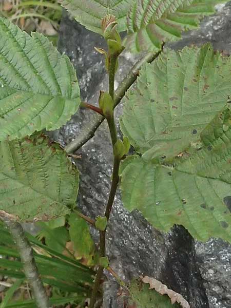 Alnus incana \ Grau-Erle / Grey Alder, Speckled Alder, A Kaprun 10.8.2025 Alnus incana \ Grau-Erle / Grey Alder, Speckled Alder, A Kaprun 10.8.2025