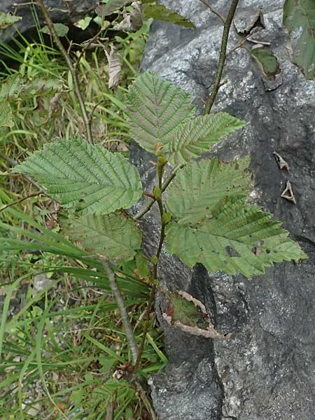 Alnus incana \ Grau-Erle / Grey Alder, Speckled Alder, A Kaprun 10.8.2025 Alnus incana \ Grau-Erle / Grey Alder, Speckled Alder, A Kaprun 10.8.2025