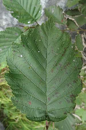 Alnus incana \ Grau-Erle / Grey Alder, Speckled Alder, A Kaprun 10.8.2025 Alnus incana \ Grau-Erle / Grey Alder, Speckled Alder, A Kaprun 10.8.2025
