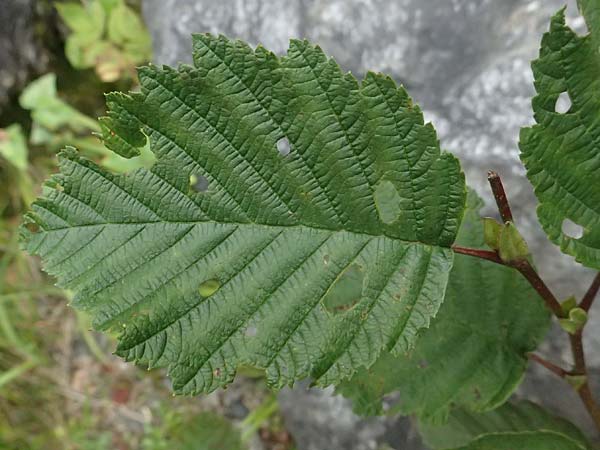 Alnus incana \ Grau-Erle / Grey Alder, Speckled Alder, A Kaprun 10.8.2025 Alnus incana \ Grau-Erle / Grey Alder, Speckled Alder, A Kaprun 10.8.2025