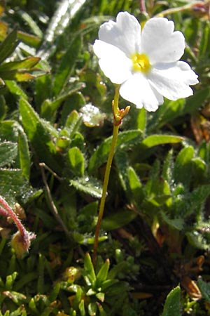 Androsace lactea \ Milchweier Mannsschild / Milkwhite Rock Jasmine, A Trenchtling 3.7.2010