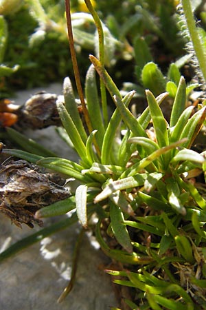 Androsace lactea \ Milchweier Mannsschild / Milkwhite Rock Jasmine, A Trenchtling 3.7.2010