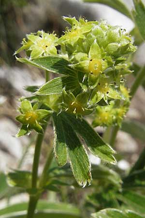 Alchemilla alpigena \ Gefalteter Alpen-Frauenmantel / Alpine Lady's Mantle, A Trenchtling 3.7.2010