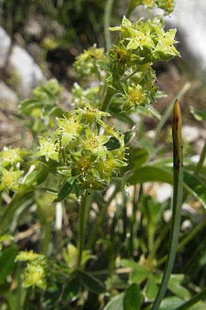 Alchemilla alpigena \ Gefalteter Alpen-Frauenmantel / Alpine Lady's Mantle, A Trenchtling 3.7.2010