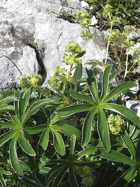 Alchemilla alpigena \ Gefalteter Alpen-Frauenmantel / Alpine Lady's Mantle, A Dachstein 20.7.2010