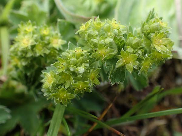 Alchemilla glaucescens ? \ Weichhaariger Frauenmantel, Bastard-Frauenmantel / Bastard Lady's Mantle, A Kärnten/Carinthia, Feistritz im Rosental 17.5.2016