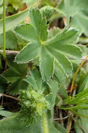 Alchemilla glaucescens ? \ Weichhaariger Frauenmantel, Bastard-Frauenmantel / Bastard Lady's Mantle, A Kärnten/Carinthia, Feistritz im Rosental 17.5.2016