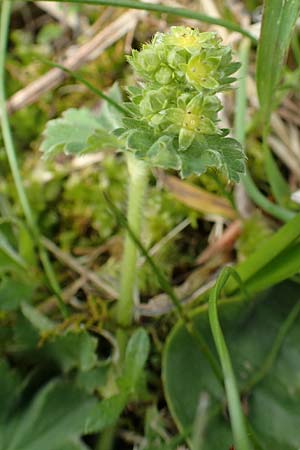 Alchemilla glaucescens ? \ Weichhaariger Frauenmantel, Bastard-Frauenmantel / Bastard Lady's Mantle, A Kärnten/Carinthia, Feistritz im Rosental 17.5.2016