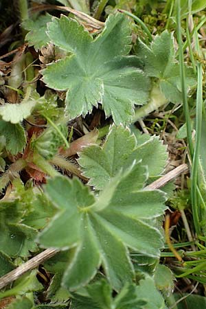 Alchemilla glaucescens ? \ Weichhaariger Frauenmantel, Bastard-Frauenmantel / Bastard Lady's Mantle, A Kärnten/Carinthia, Feistritz im Rosental 17.5.2016