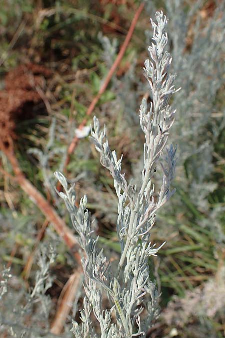 Artemisia laciniata \ Schlitzblttriger Beifu / Siberian Wormwood, A Weiden am Neusiedler See 10.7.2023
