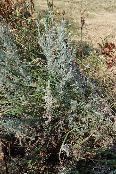 Artemisia laciniata \ Schlitzblttriger Beifu / Siberian Wormwood, A Weiden am Neusiedler See 10.7.2023
