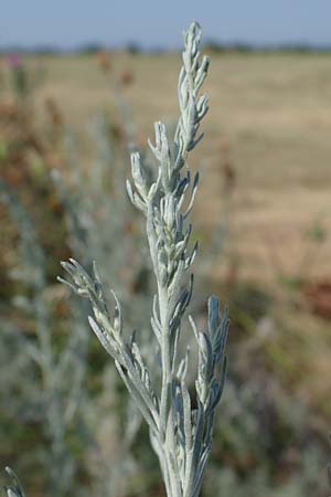 Artemisia laciniata \ Schlitzblttriger Beifu / Siberian Wormwood, A Weiden am Neusiedler See 10.7.2023