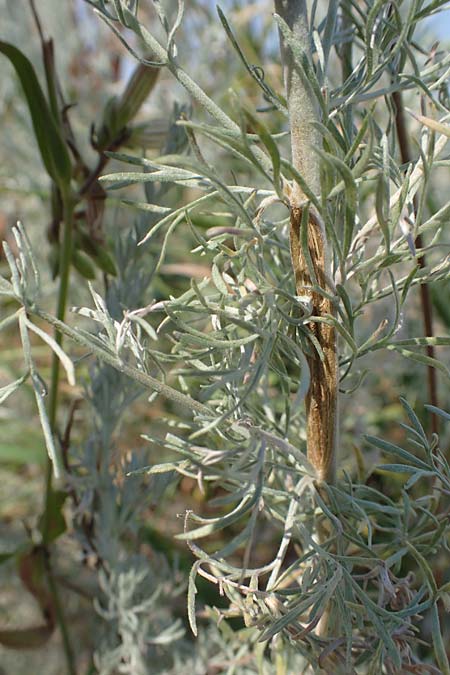 Artemisia laciniata \ Schlitzblttriger Beifu / Siberian Wormwood, A Weiden am Neusiedler See 10.7.2023