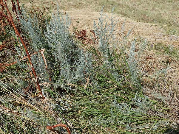 Artemisia laciniata \ Schlitzblttriger Beifu / Siberian Wormwood, A Weiden am Neusiedler See 10.7.2023