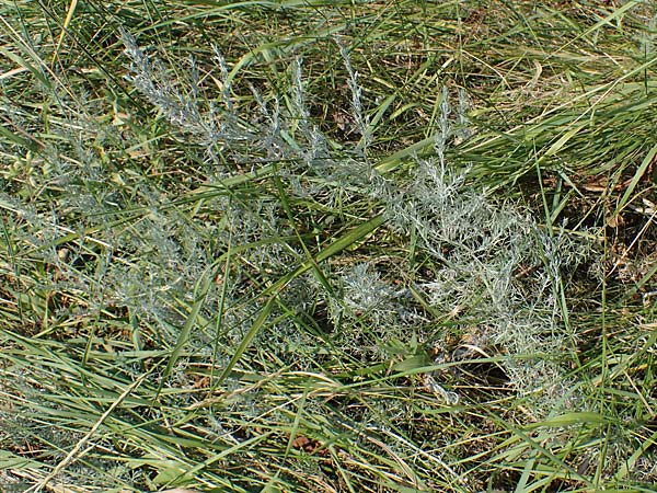 Artemisia laciniata \ Schlitzblttriger Beifu / Siberian Wormwood, A Weiden am Neusiedler See 10.7.2023