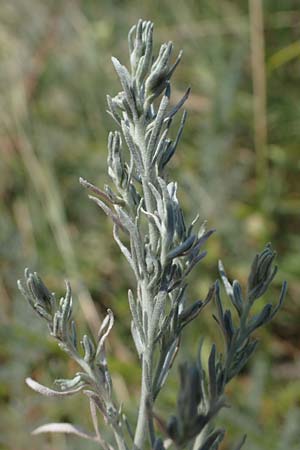 Artemisia laciniata \ Schlitzblttriger Beifu / Siberian Wormwood, A Weiden am Neusiedler See 10.7.2023