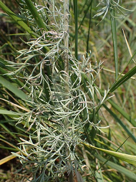 Artemisia laciniata \ Schlitzblttriger Beifu / Siberian Wormwood, A Weiden am Neusiedler See 10.7.2023