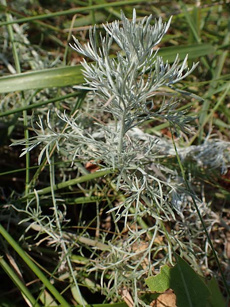 Artemisia laciniata \ Schlitzblttriger Beifu / Siberian Wormwood, A Weiden am Neusiedler See 10.7.2023