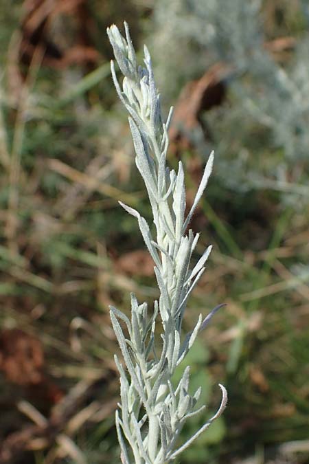 Artemisia laciniata \ Schlitzblttriger Beifu / Siberian Wormwood, A Weiden am Neusiedler See 10.7.2023