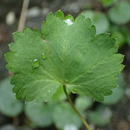 Alchemilla spec2 ? \ Frauenmantel / Lady's Mantle, A Felbertal,  Hintersee 4.7.2025