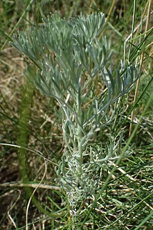 Artemisia laciniata \ Schlitzblttriger Beifu / Siberian Wormwood, A Weiden am Neusiedler See 13.8.2025