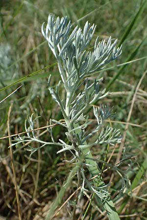 Artemisia laciniata \ Schlitzblttriger Beifu / Siberian Wormwood, A Weiden am Neusiedler See 13.8.2025