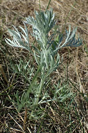 Artemisia laciniata \ Schlitzblttriger Beifu / Siberian Wormwood, A Weiden am Neusiedler See 13.8.2025