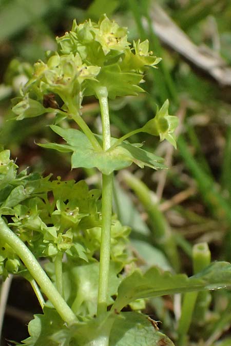 Alchemilla spec5 ? \ Frauenmantel / Lady's Mantle, A Feistritzgraben bei/near Knittelfeld 15.6.2026