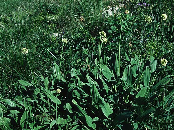 Allium victorialis \ Allermannsharnisch / Alpine Leek, A St. Wolfgang 9.7.1995
