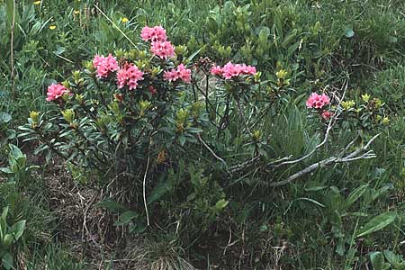 Rhododendron ferrugineum \ Rostblttrige Alpenrose / Alpenrose, A Widderstein 12.7.1987