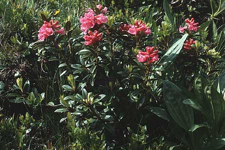 Rhododendron ferrugineum \ Rostblttrige Alpenrose / Alpenrose, A Widderstein 12.7.1987