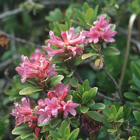 Rhododendron ferrugineum \ Rostblttrige Alpenrose / Alpenrose, A Ost-Tirol Sillian 1.8.2004