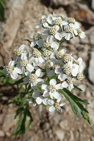 Achillea macrophylla \ Groblttrige Schafgarbe / Big-Leaf Milfoil, A Osttirol, Porze 13.7.2019