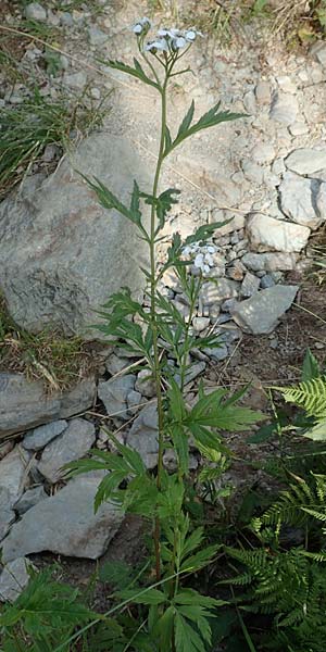 Achillea macrophylla \ Groblttrige Schafgarbe / Big-Leaf Milfoil, A Osttirol, Porze 13.7.2019