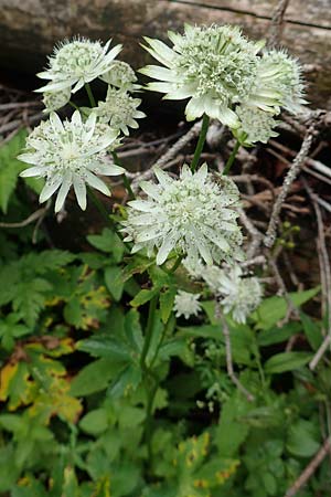 Astrantia major \ Groe Sterndolde / Great Masterwort, A Mürzsteg Rosslochklamm 3.7.2020