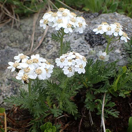 Achillea erba-rotta subsp. moschata \ Moschus-Schafgarbe / Musk Yarrow, Iva, A Seckauer Tauern, Brandstätter Törl 1.7.2021