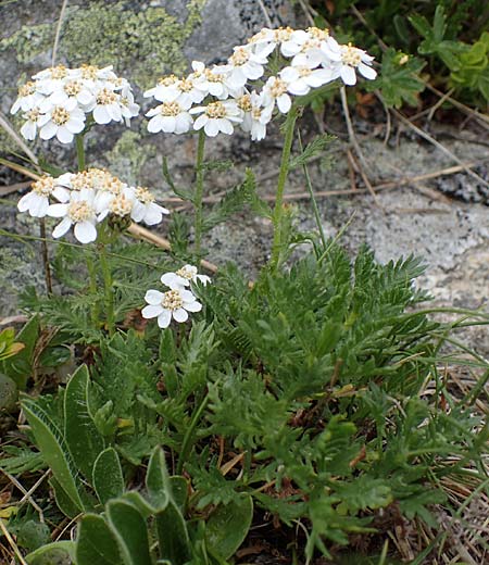 Achillea erba-rotta subsp. moschata \ Moschus-Schafgarbe / Musk Yarrow, Iva, A Seckauer Tauern, Brandstätter Törl 1.7.2021